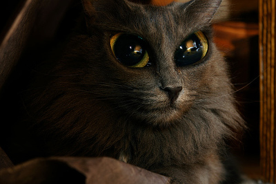 chat qui fait très peur